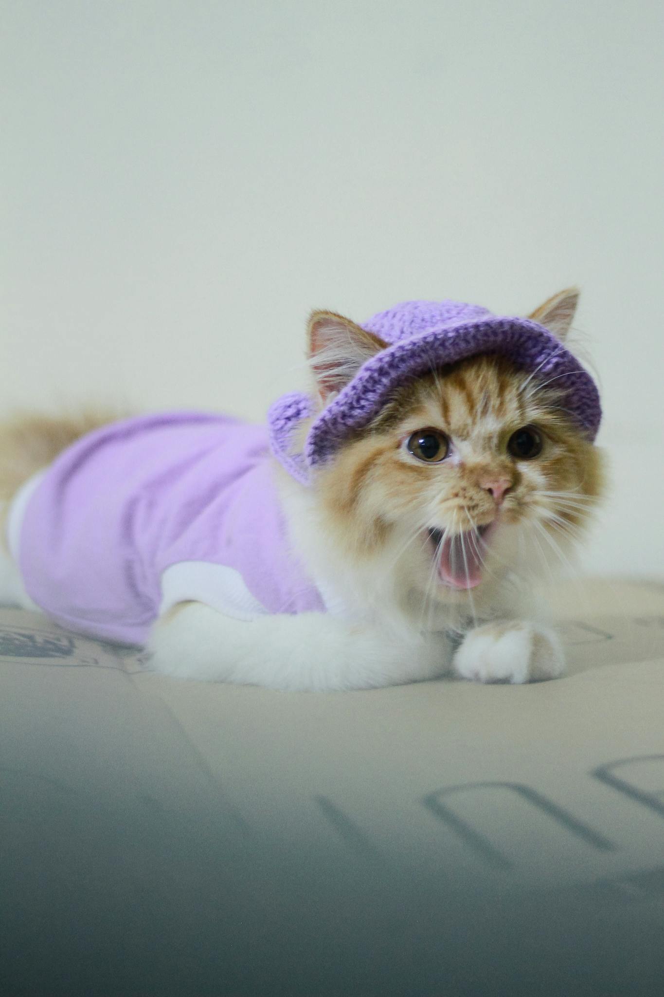 Adorable fluffy cat in a cute purple outfit and hat, captured in a vertical shot.